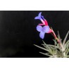 Tillandsia jonesii