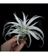 Tillandsia capitata 'Yellow Star' S