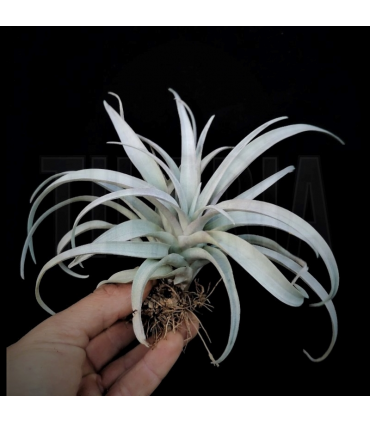 Tillandsia capitata 'Yellow Star' S
