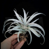 Tillandsia capitata 'Yellow Star' S