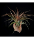 Tillandsia capitata 'Red'