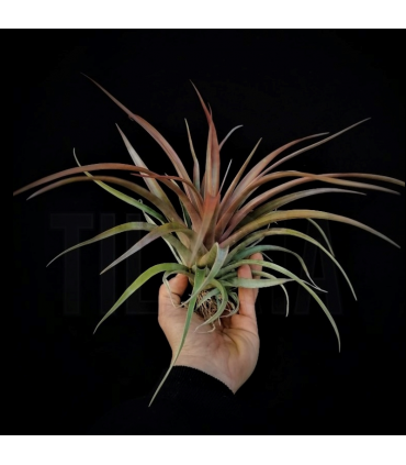 Tillandsia capitata 'Red'