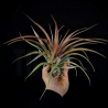 Tillandsia capitata 'Red'