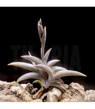 Tillandsia gilliesii v. gilliesii