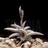Tillandsia gilliesii v. gilliesii