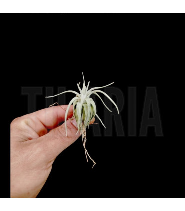 Tillandsia mauryana S