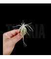 Tillandsia mauryana S