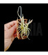 Tillandsia retorta