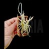 Tillandsia retorta