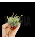 Tillandsia loliacea clump L