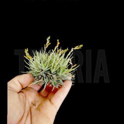 Tillandsia loliacea clump L