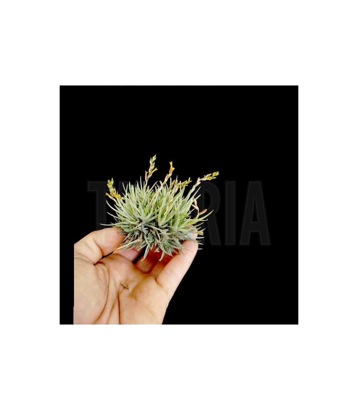 Tillandsia Loliacea Wild Argentina 速達発送 Tillandsia Loliacea Wild Argentina 速達発送 【公式通販】