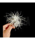 Tillandsia tectorum 'Snow' M
