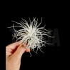 Tillandsia tectorum 'Snow' M