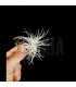 Tillandsia tectorum 'Snow' S