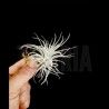 Tillandsia tectorum 'Snow' S