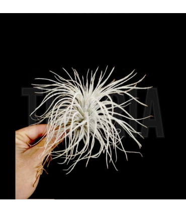 Tillandsia tectorum 'Snow' L