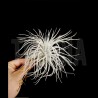 Tillandsia tectorum 'Snow' L