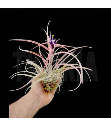 Tillandsia capitata 'Peach' L