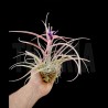 Tillandsia capitata 'Peach' L