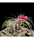 Tillandsia globosa x sucrei