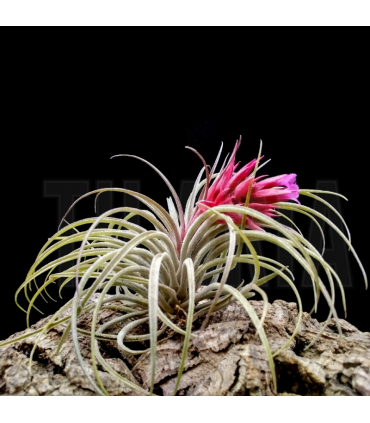 Tillandsia globosa x sucrei
