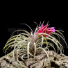 Tillandsia globosa x sucrei