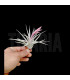 Tillandsia jucunda