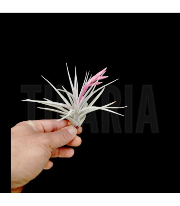 Tillandsia jucunda