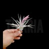 Tillandsia jucunda