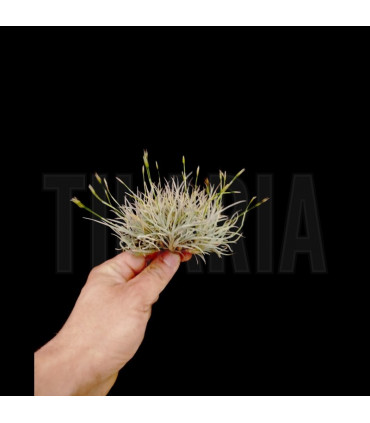 Tillandsia bandensis