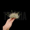 Tillandsia bandensis