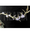 Tillandsia duratii S