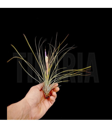 Tillandsia festucoides 'green'