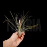 Tillandsia festucoides 'green'