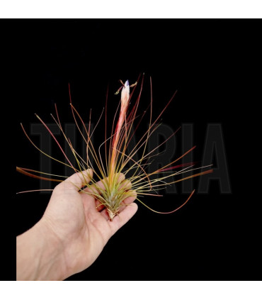 Tillandsia festucoides 'red'