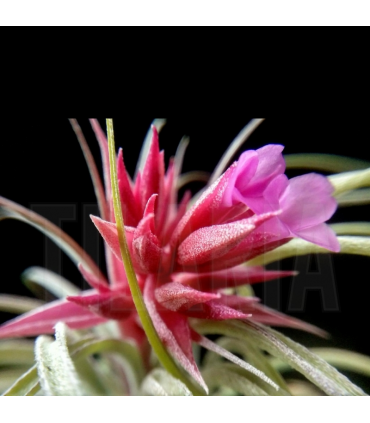 Tillandsia globosa x sucrei