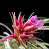 Tillandsia globosa x sucrei