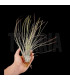 Tillandsia juncea L