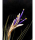 Tillandsia juncea L