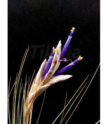 Tillandsia juncea L