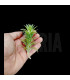 Tillandsia neglecta