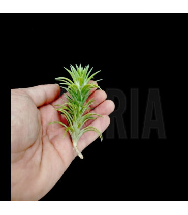 Tillandsia neglecta