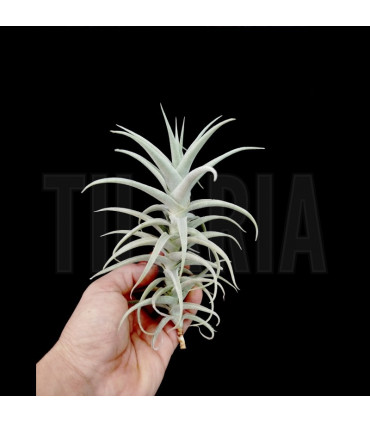 Tillandsia purpurea nº1
