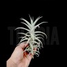 Tillandsia purpurea nº1