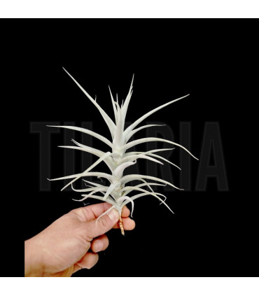 Tillandsia purpurea nº2