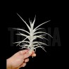 Tillandsia purpurea nº2