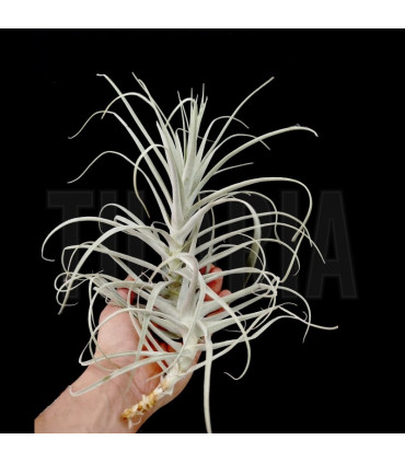 Tillandsia purpurea nº11