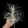 Tillandsia purpurea nº11