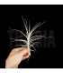 Tillandsia purpurea nº 12